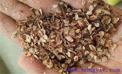 當(dāng)歸如何播種？當(dāng)歸播種方法與苗期管理方法