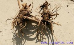 當(dāng)歸常見的病蟲害有哪些，怎么防治？