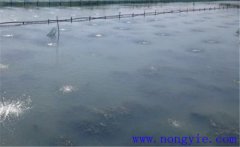 怎樣為魚塘增加氧氣，給魚塘增氧有幾種方法？