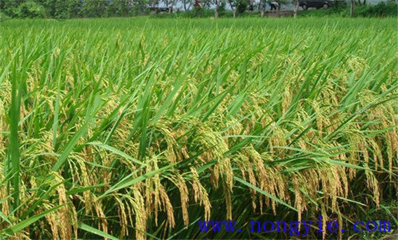 水稻病蟲害綜合防治技術(shù)要點