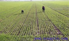 小麥返青期如何管理，如何看苗施肥？