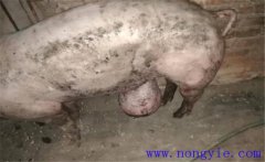 育肥豬拉黑稀是什么原因，如何預(yù)防與治療？