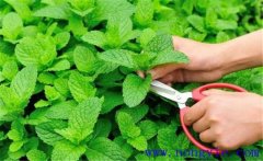薄荷的育苗育苗方式、移栽要點(diǎn)與田間管理方法