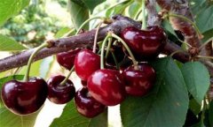 櫻桃種植方法、時(shí)間與技術(shù)要點(diǎn)