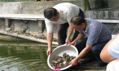 魚鱉混養(yǎng)技術(shù)要點，魚鱉混養(yǎng)怎么養(yǎng)好