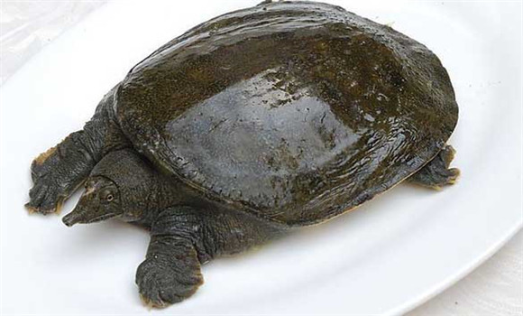 常見甲魚疾病有哪些，甲魚病病防治的方法