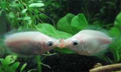 接吻魚好養(yǎng)嗎?接吻魚為什么接吻、怎樣分辨公母