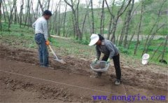 當(dāng)歸栽培方法，當(dāng)歸怎么種植才能高產(chǎn)？