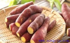 山芋是紅薯嗎？山芋育苗與種植技術(shù)要點(diǎn)