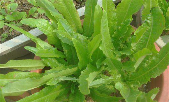 油麥菜的營(yíng)養(yǎng)價(jià)值