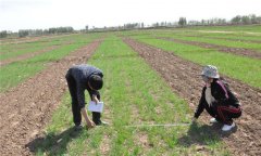 小麥種植技術(shù)與管理、施肥、冬管等要求