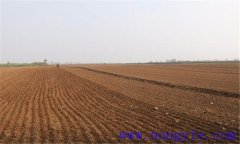 蕎麥的種植與管理方法，蕎麥高產(chǎn)栽培技術(shù)要點(diǎn)