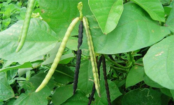 綠豆什么時(shí)間種植？