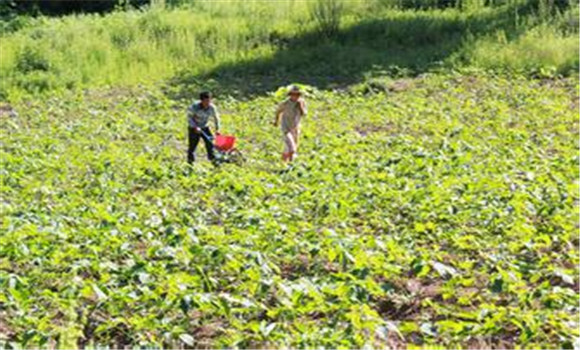 中藥材種植，山區(qū)中藥材種植注意事項