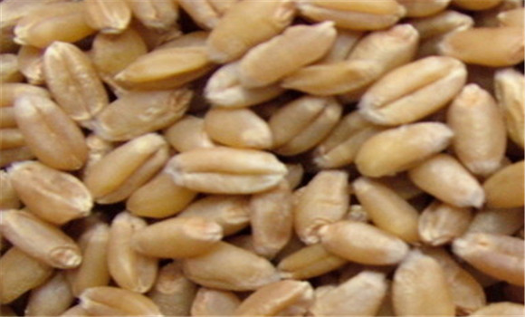 小麥的營養(yǎng)價(jià)值及功效，小麥的功效與作用