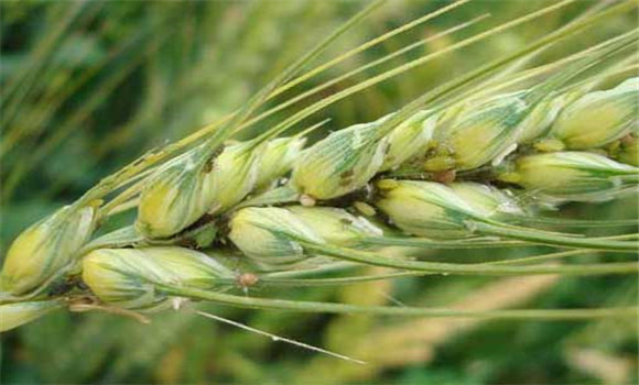 麥子有哪些營養(yǎng)價值？