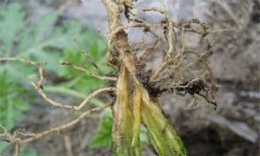 枯萎病的發(fā)病規(guī)律是什么？枯萎病的防治方法