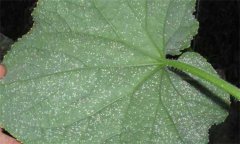 白粉虱怎么徹底消滅，白粉虱的防治方法