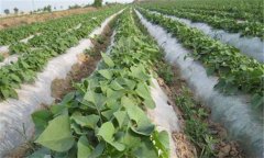 紅薯怎么種，種植紅薯的方法與步驟有哪些