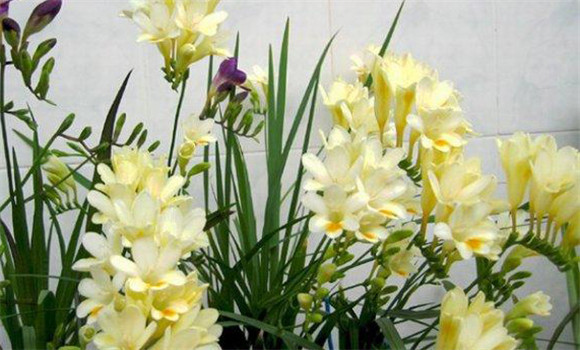 小蒼蘭的種植方法