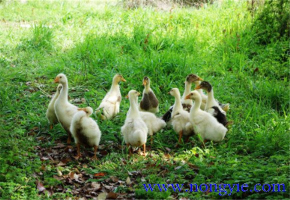 如何飼養(yǎng)鵝，鵝的飼養(yǎng)管理需注意事項