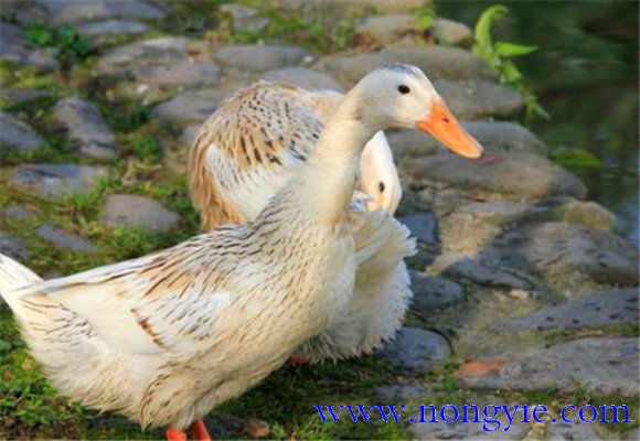 鴨病毒性肝炎的流行特點