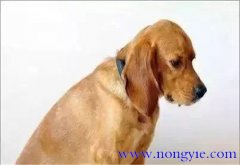 老齡犬的飼喂要求 飼養(yǎng)老齡犬應注意哪些問題