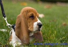 狗的訓練方法,訓練狗的一些基本要點