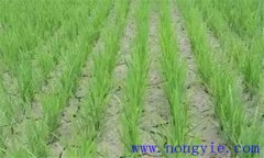 水稻曬田的最佳時(shí)間 水稻曬田的作用及技術(shù)要求