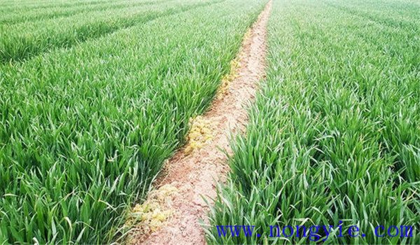 小麥化學(xué)除草方法