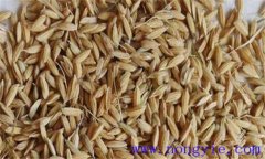 水稻種子儲存要注意什么？這六大忌一定要記牢