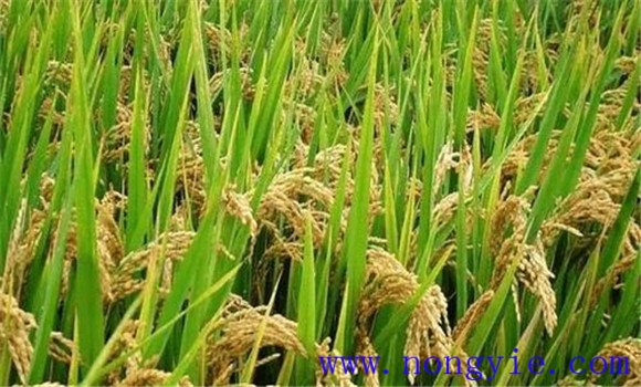 及早追施肥料，確保后期不脫肥