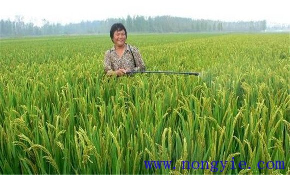 加強病蟲害綜合防治，確保青稈黃熟