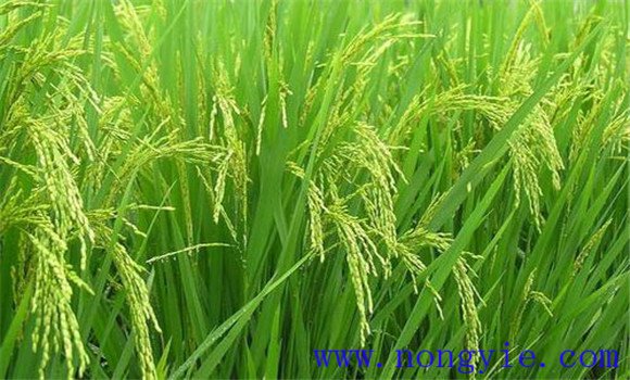 水稻穎殼張開、不灌漿與土壤有關