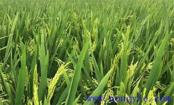 其他原因也導致水稻穎殼張開，不灌漿