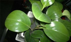 防輻射植物哪種最好？介紹幾種防輻射植物盆栽