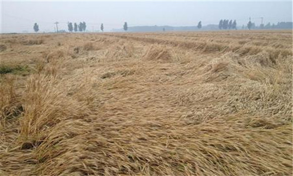 小麥倒伏如何收割？