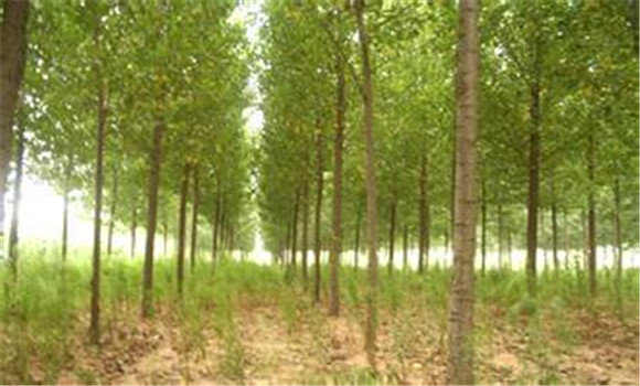 楊樹(shù)種植要注意防治三類蟲(chóng)害