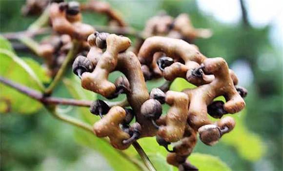 雞爪梨是什么東西？