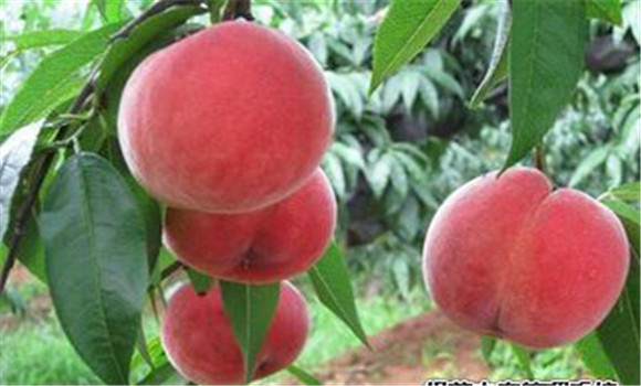 桃樹種植的方法，桃樹種植新技術介紹