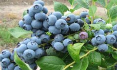 盆栽藍(lán)莓的種植方法簡介