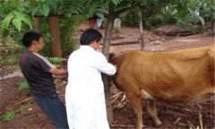 牛口蹄疫的治療方法、有什么藥治療