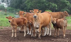 ?？谔阋甙Y狀及治療方法 如何治療牛口蹄疫