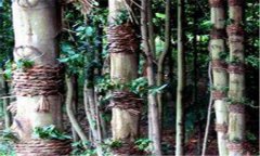 仿野生鐵皮石斛如何種植，鐵皮石斛的種植技術