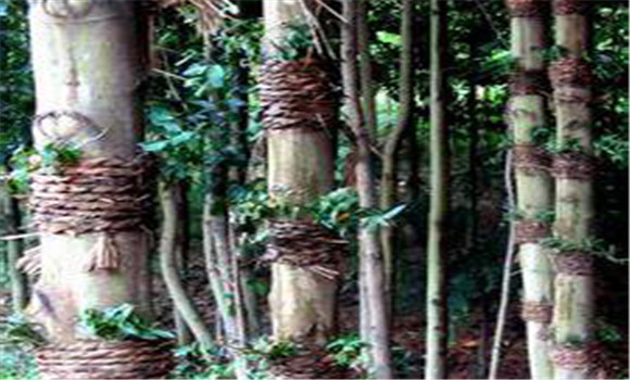 仿野生鐵皮石斛如何種植,鐵皮石斛的種植技術(shù)