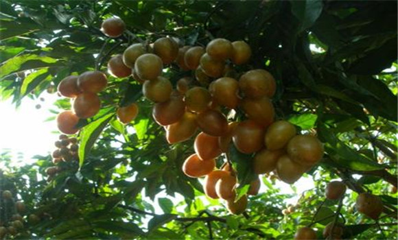 黃皮主要病蟲害怎么防治？