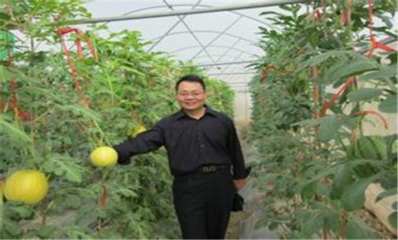 西瓜、甜瓜旱塘高壟栽培