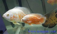 如何讓繁殖地圖魚,地圖魚的繁殖方法