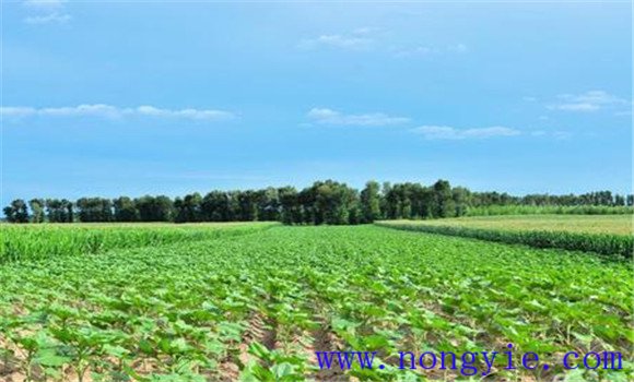 綠豆要及早播種、定苗