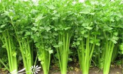 怎樣種植芹菜，芹菜的種植方法與技術(shù)要點